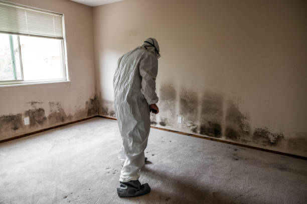 Reliable Point Pleasant, WV Mold Remediation Solutions
