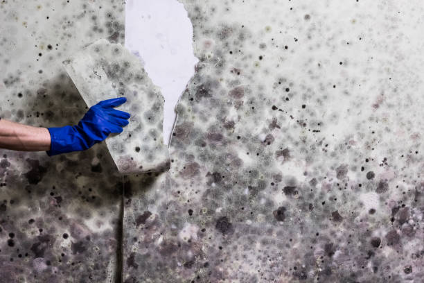 Best Insurance-Related Mold Remediation in Point Pleasant, WV